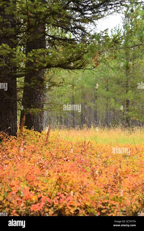 Fall Morning Fall Colors Pine Tress Fall Day Stock Photo Alamy