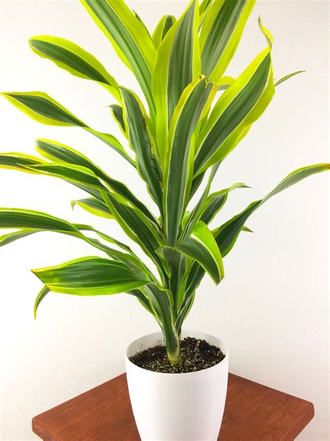 98 Best Of How To Take Care Of Dracaena Lemon Lime Plant Insectza