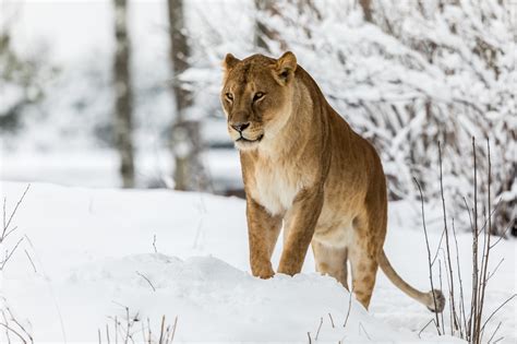 American Lion Fossil Found in Drought-Stricken Mississippi River