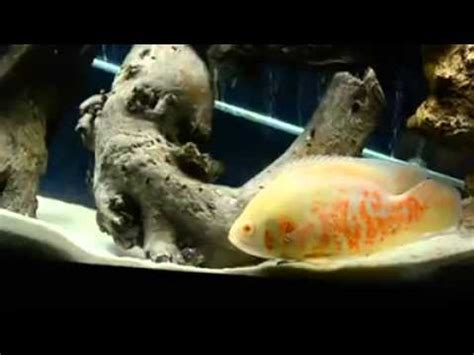 Oscars are one of the most entertaining species of freshwater fish. Aquascape Tanks Oscar Fish Beautiful - YouTube
