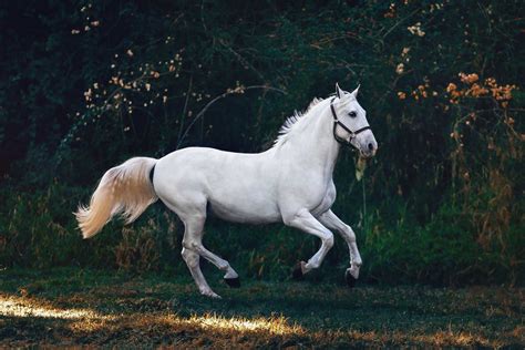 The 15 Most Expensive Horse Breeds In The World Laptrinhx News