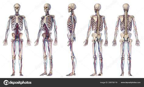 Human Body Anatomy Skeleton With Veins And Arteries Five Angle Views