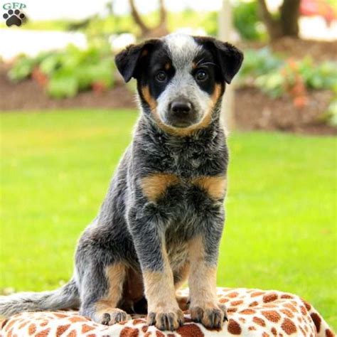 Molly Blue Heeler Australian Cattle Dog Puppy For Sale
