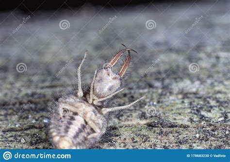 Large Ant Lion Live Insect Stock Photo Image Of Wildlife Antlion