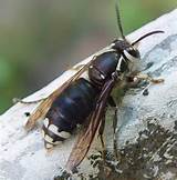 Pictures of What Is A Black Wasp