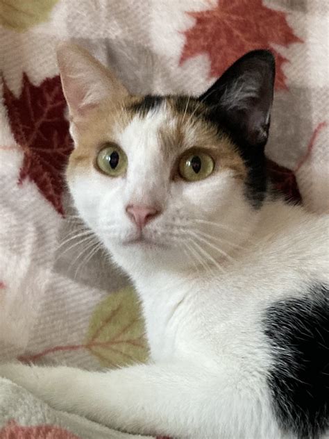 Skittles Young Calico Cat Available For Adoption At Hart Co Humane