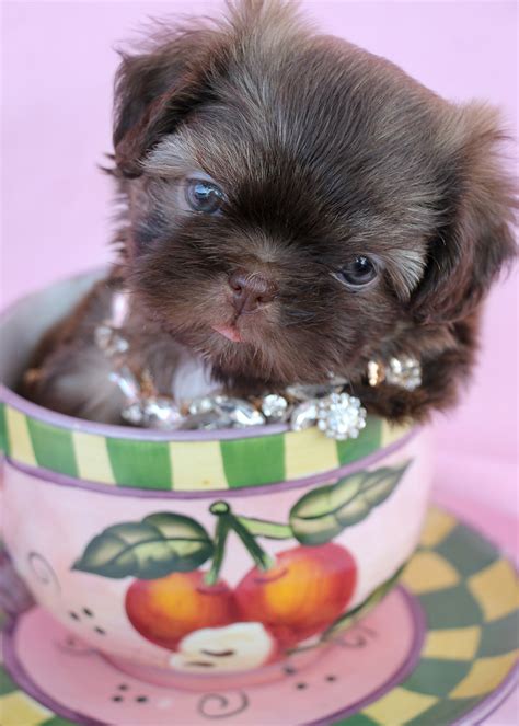 Heavenly puppies is south florida's premier puppy boutique. Charming Little Shih Tzu Puppies for Sale | Teacups ...