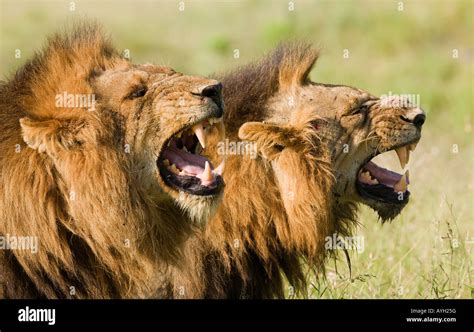 Male Lions Roaring Greater Kruger National Park South Africa Stock