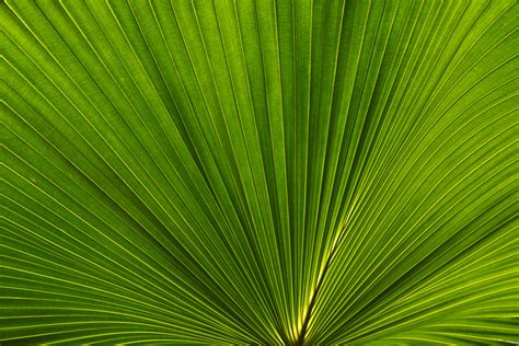 Fan Palm Leaves Photo 02 Amini54