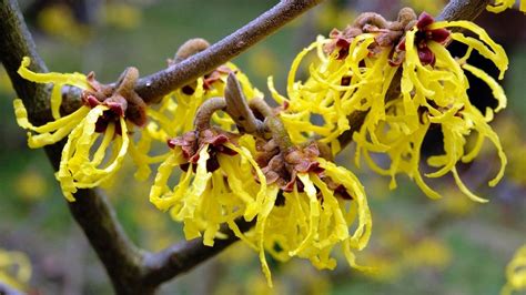 Er ist ein willkommener blickfang, setzt akzente und spendet im sommer wertvollen schatten. Gehölze im Garten: Bäume und Sträucher aussuchen | BR.de ...