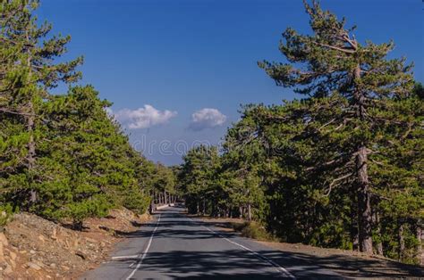 Mountain Road Passing Through The Pine Forest Stock Image Image Of