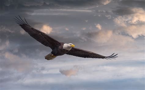 Download Wallpapers Bald Eagle Bird Of Prey Flying Bird Symbol Of