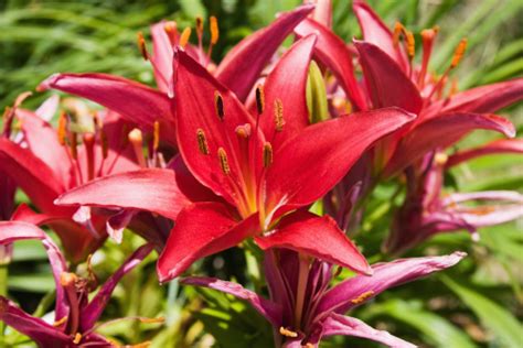 Red Asiatic Lily Stock Photo Download Image Now Istock
