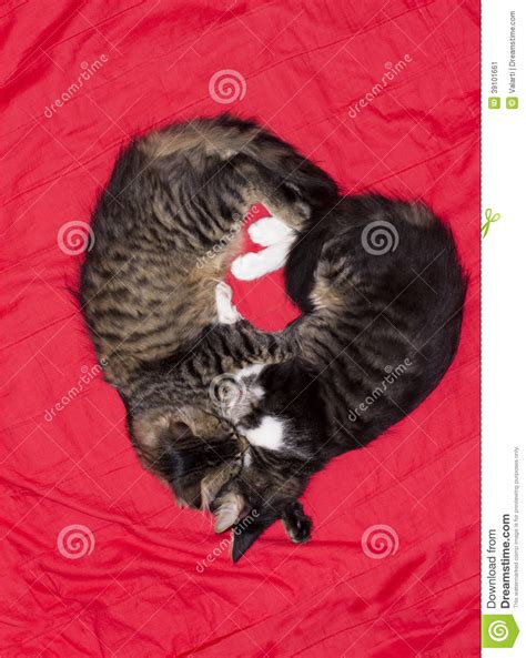 Cats Cute Couple Heart Love Animal Stock Image Image Of