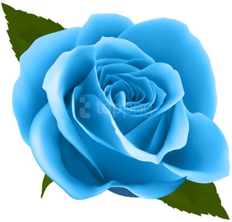 Free Blue Rose Transparent Download Free Blue Rose Transparent Png