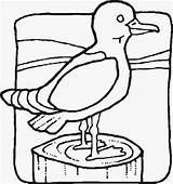Dock Seagull Segull Ptice Colorat Pasari Pajaros Coloringbookfun Colorear Bojanke Planse Ptica Crtež četiri Paginas Coloringpages101 Djecu Möwe Pelikan Aves sketch template