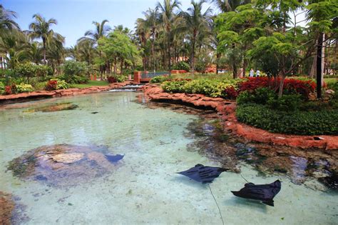 25 Fun Things To Do In Atlantis Bahamas Resort Artofit