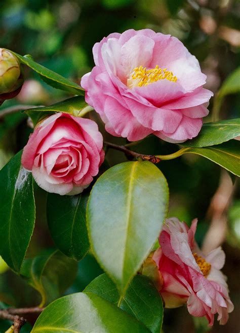 National Plant Network 1 Gallon Pink Camellia Flowering Shrub In Pot
