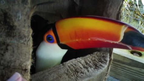 Toco Toucan Pacos New Nest Log Youtube