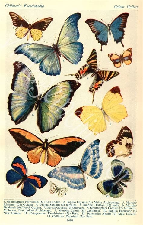 1933 Butterfly Prints Vintage Antique Book Plate Prints