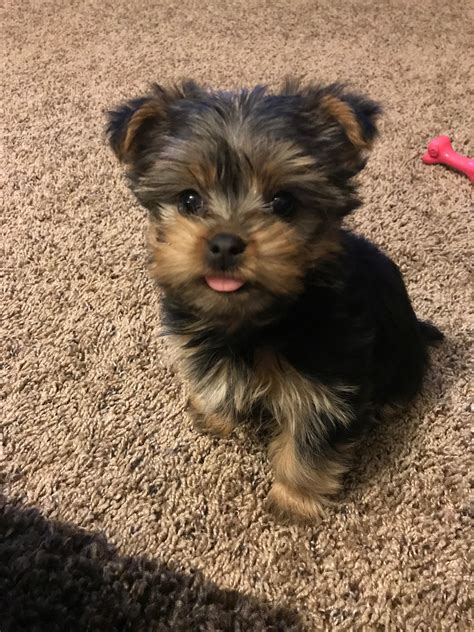 Morkie Puppy Raww