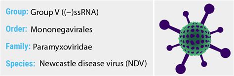 Find specific details on this topic and related topics from the msd vet manual. Newcastle disease virus - Quip Labs