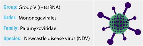 It is transmissible to humans. Newcastle disease virus - Quip Labs