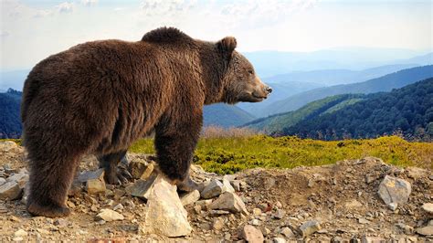 Brown Bear Wildlife Wild Alaska Live