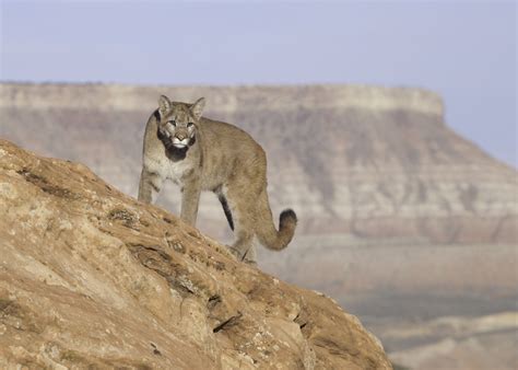 Earth Most Dangerous Desert Creatures Earth Com