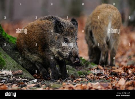 Wild Boar In The Forest Autumn Sus Scrofa Stock Photo Alamy
