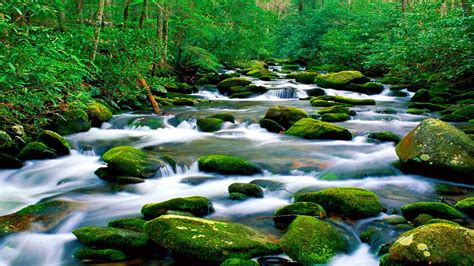 Beautiful Untouched Nature Pristine Mountain River Riverbed Rock With Green Moss Forest With