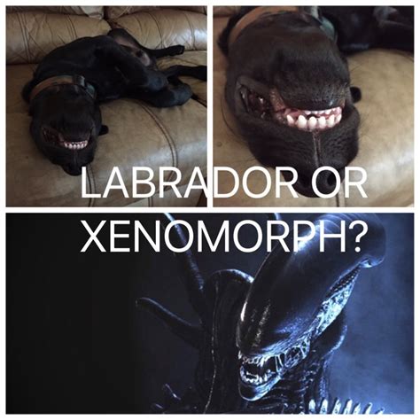 The alien meme or the russia vs rest of the world. Alien - Meme by Dlo88 :) Memedroid