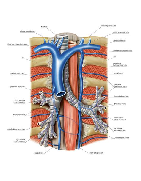 Venous System Of The Chest Photograph By Asklepios Medical Atlas Pixels