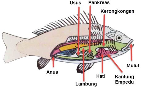 Organ Pencernaan Ikan Homecare