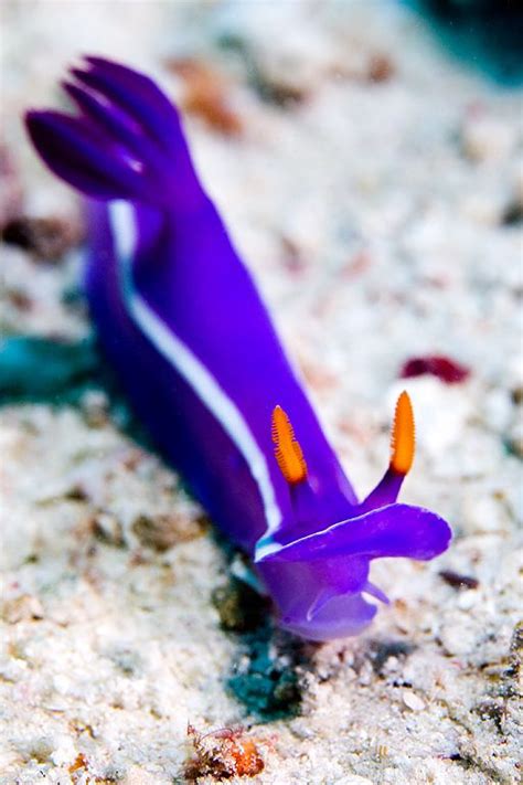 Nudibranch Beautiful Purple Rp By The Cool Ipad For