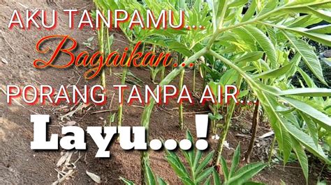 Tumbuhan ini memiliki batang halus berwarna, seperti hijau atau hitam. TANAMAN PORANG LAYU !! 5 HARI TIDAK HUJAN. - YouTube