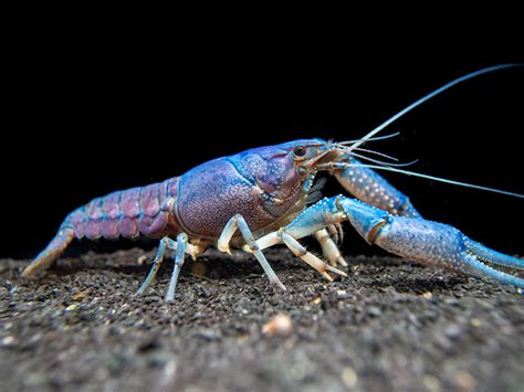 Electric Blue Crayfish Aquatic Arts