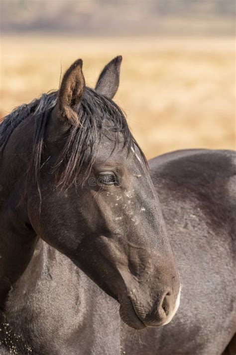 Horses Portrat Stock Photos Free And Royalty Free Stock Photos From