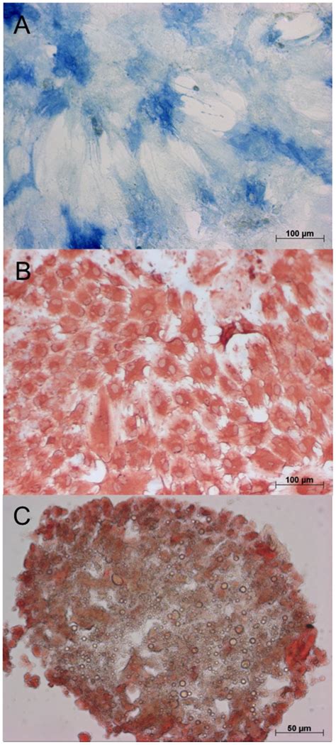 The Differentiation Of The Mesenchymal Stem Cells From The Bone Marrow