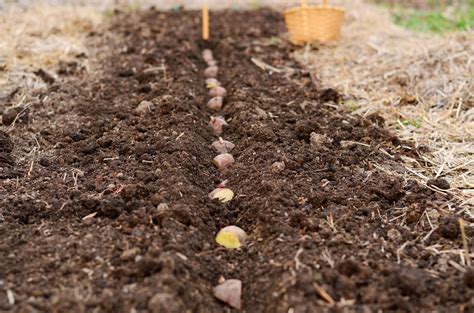 Natalie Creates Planting Potatoes A Beginners Guide