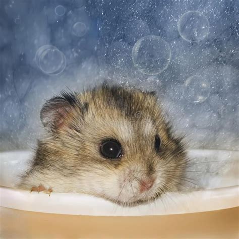 Hamster Bathes Jungar Hamster Toy Is Bathed In The Bath With Bubbles