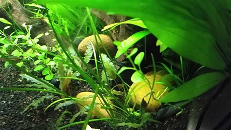 Shrimp Sexing Plant Runners So Much To Learn Youtube