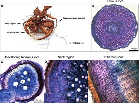 Phloem And Xylem Cells In Tuberous Roots Of Cassava Are Connected By