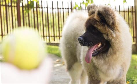 Large Dog Playing Fetch In The Garden Longcoat American Akita Stock