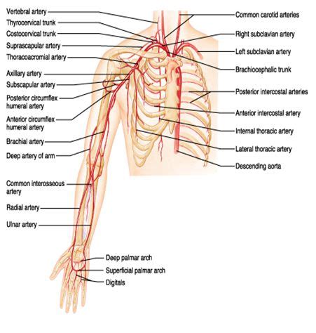 Learn vocabulary, terms and more with flashcards, games and other study tools. Upper extremity anatomy - arteries , veins , muscles ...
