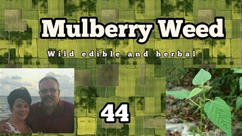 Mulberry Weed Wild Edible And Herbal Plants 44 Youtube