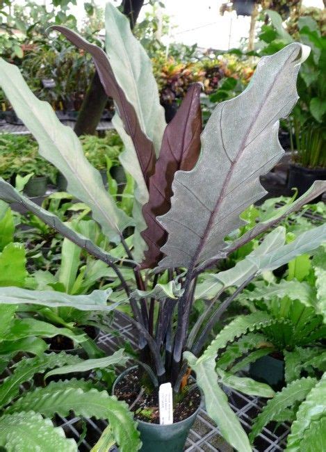 It is hardy to zone 9. Alocasia lauterbachiana 'purple sword' | Plants, Foliage ...