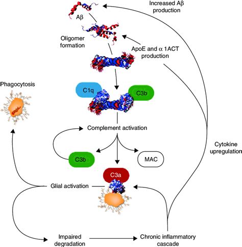 Interplay Between Amyloid Pathology And Inflammation Aβ Is β Amyloid