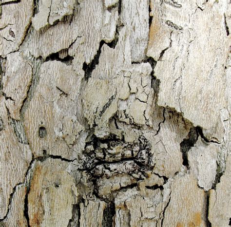 Tree Bark Texture Background Free Stock Photo Public Domain Pictures