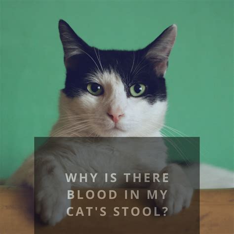 Most Common Cause Of Blood In Cat Stool Cat Meme Stock Pictures And